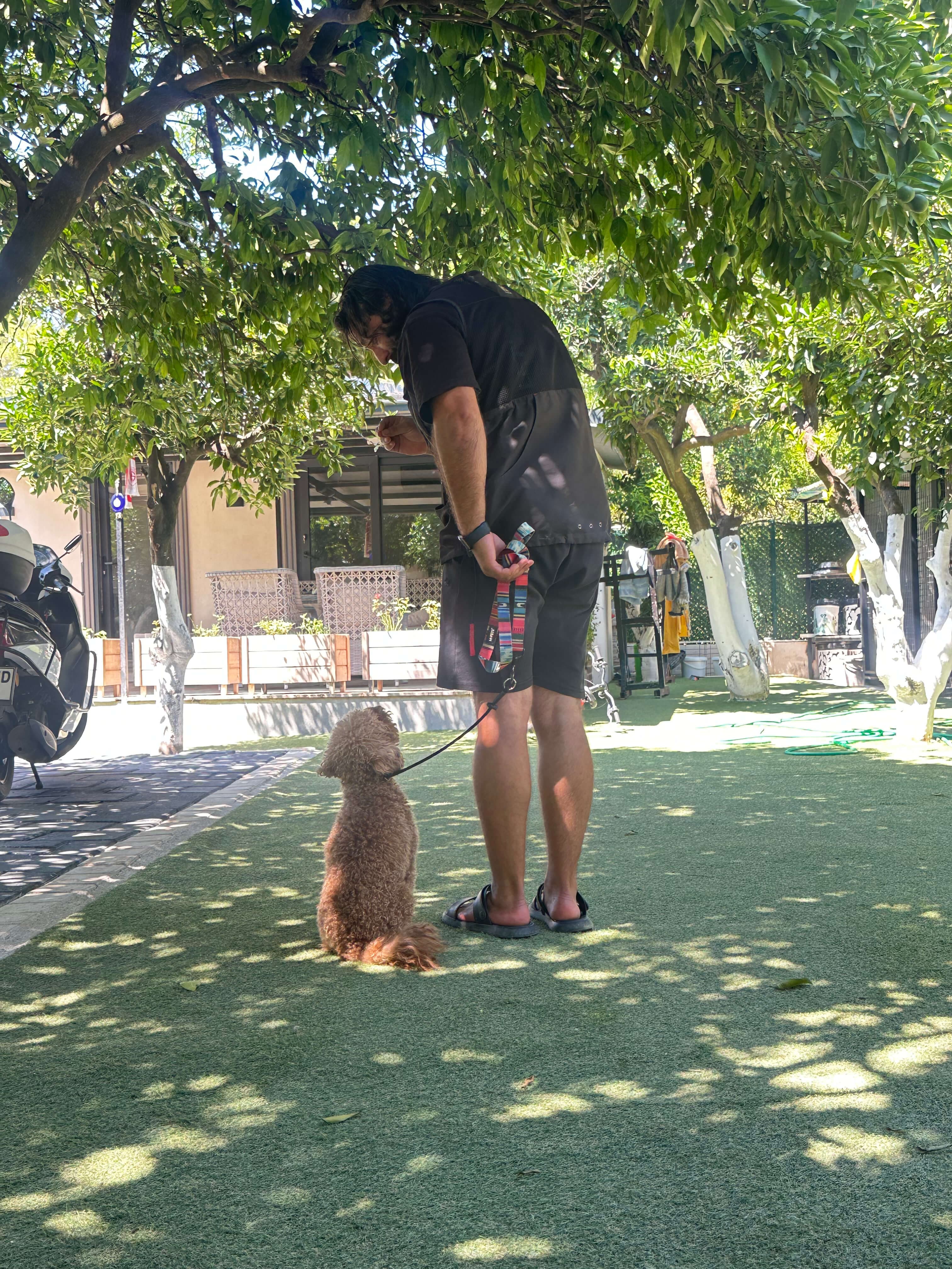 Otur komutu köpek eğitimi çalışması