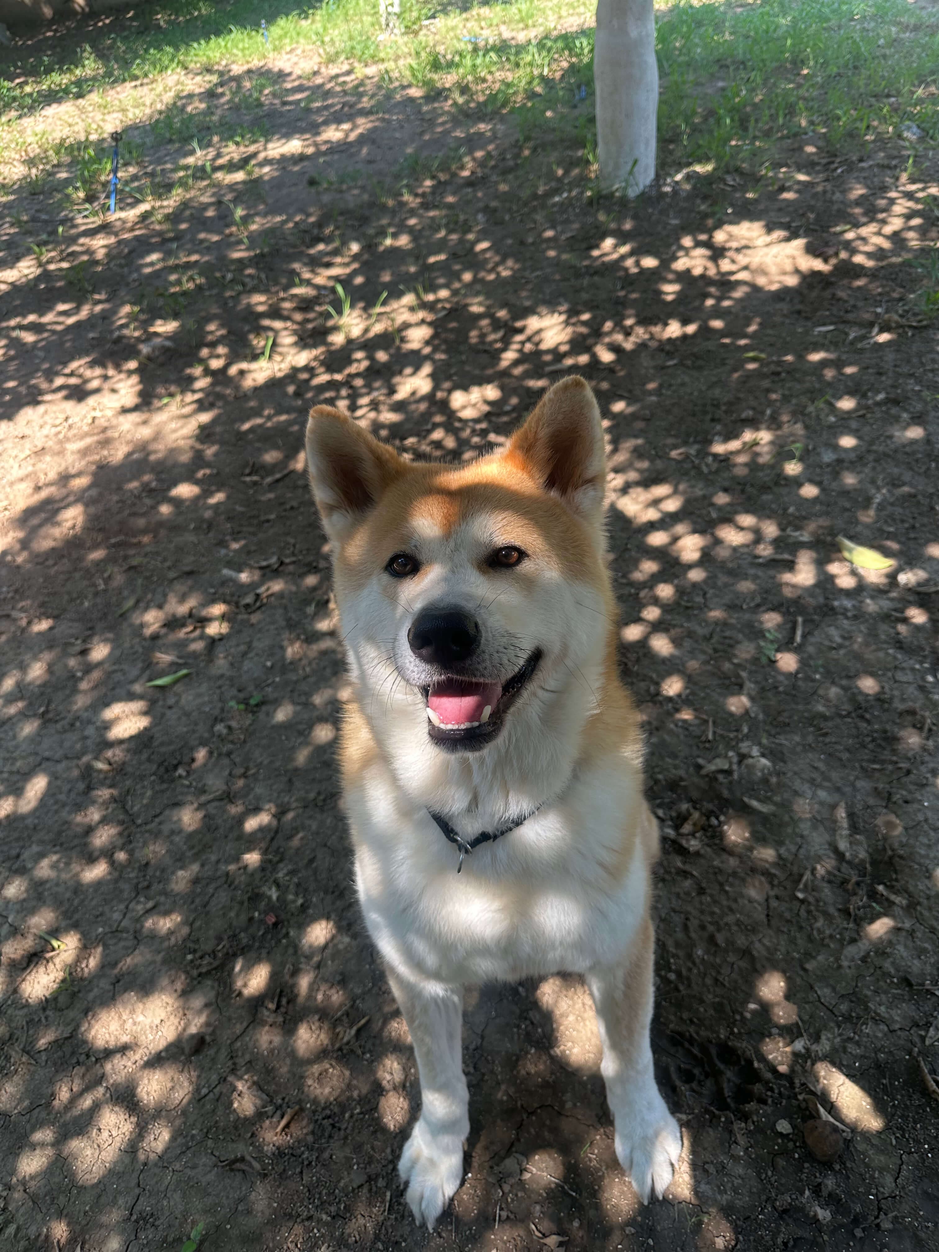 Antalya köpek oteli bahçesinde bir akita