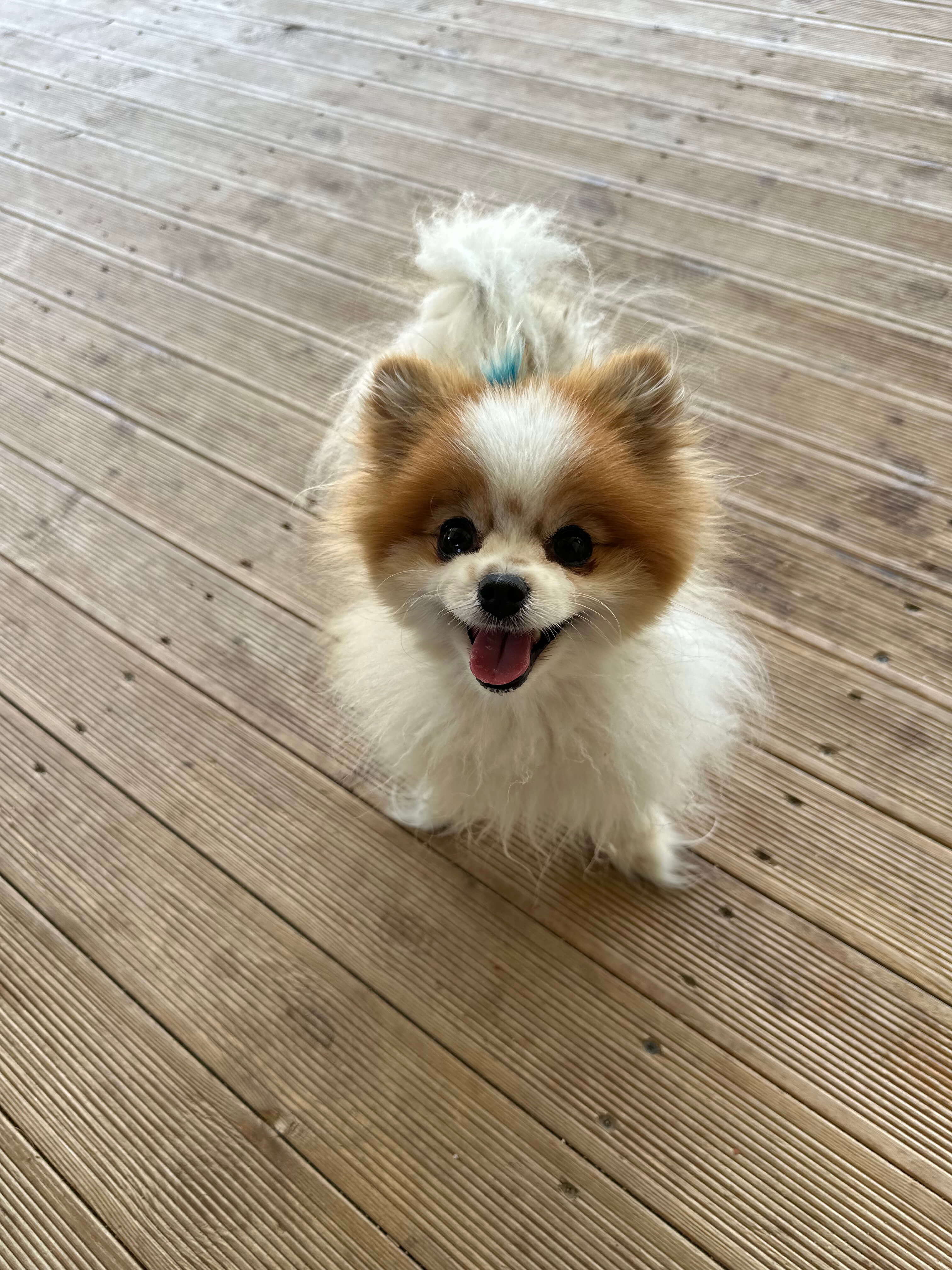 Patilerin Dünyası köpek pansiyonu terasında bir pomeranian