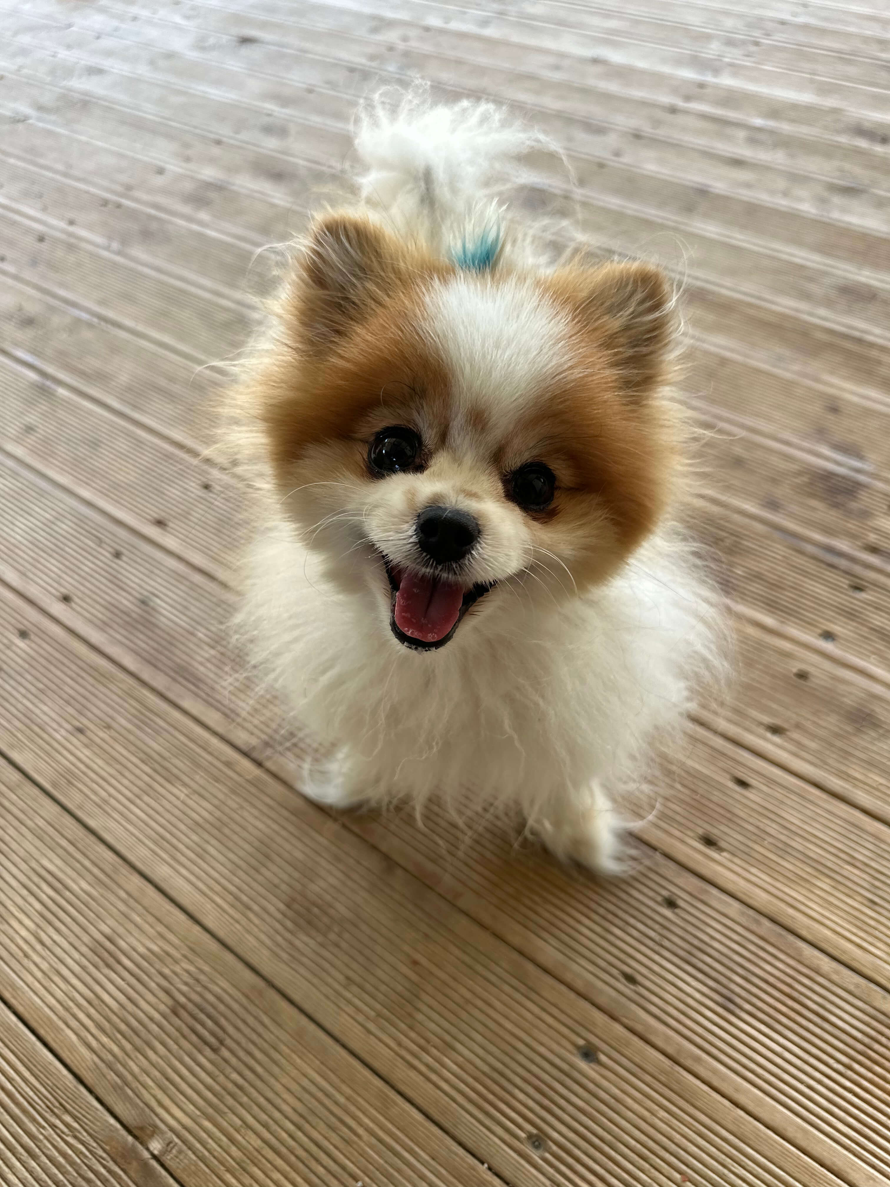 Köpek pansiyonu terasında bir pomeranian