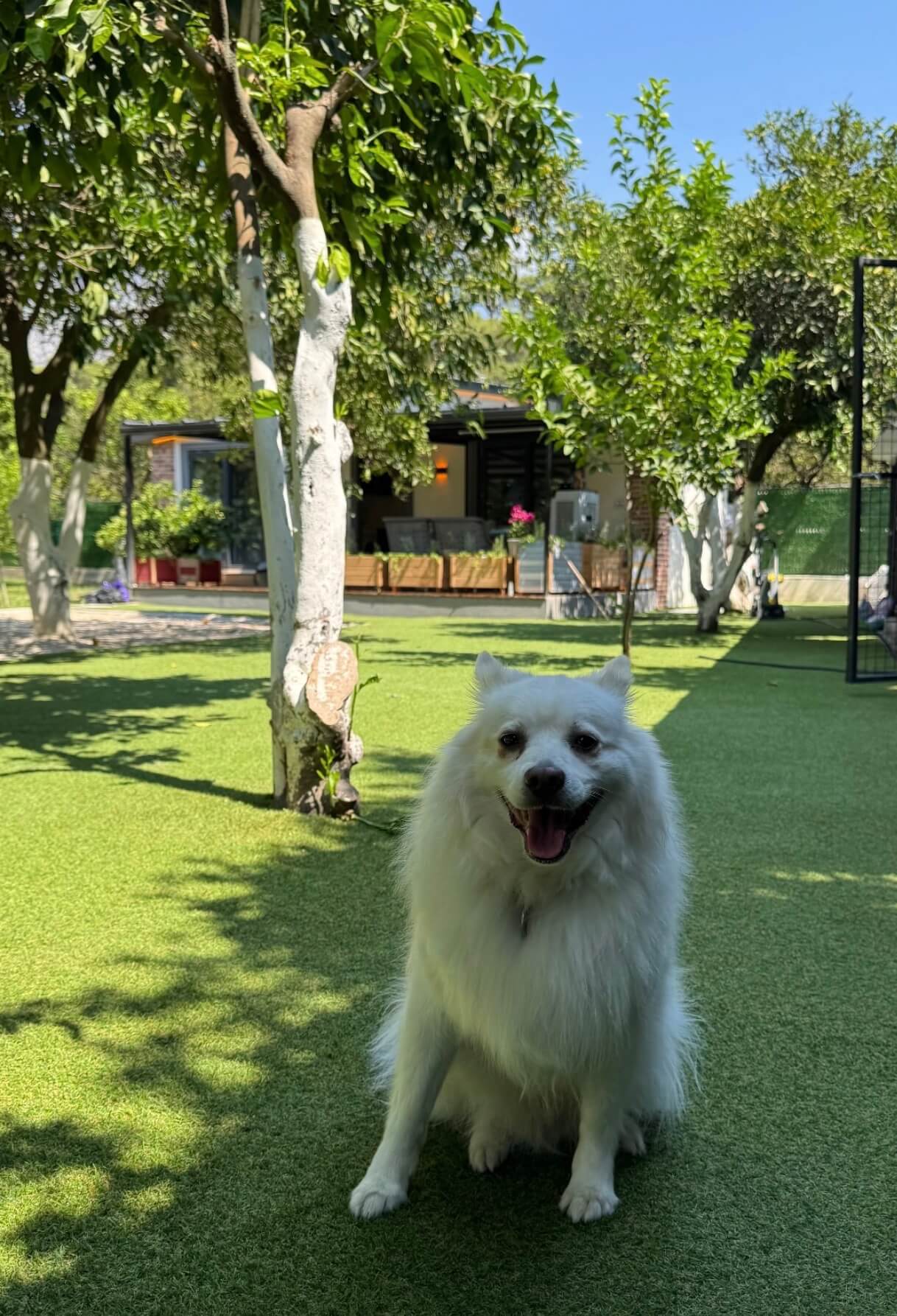 Patilerin Dünyası bahçesinde beyaz bir köpek