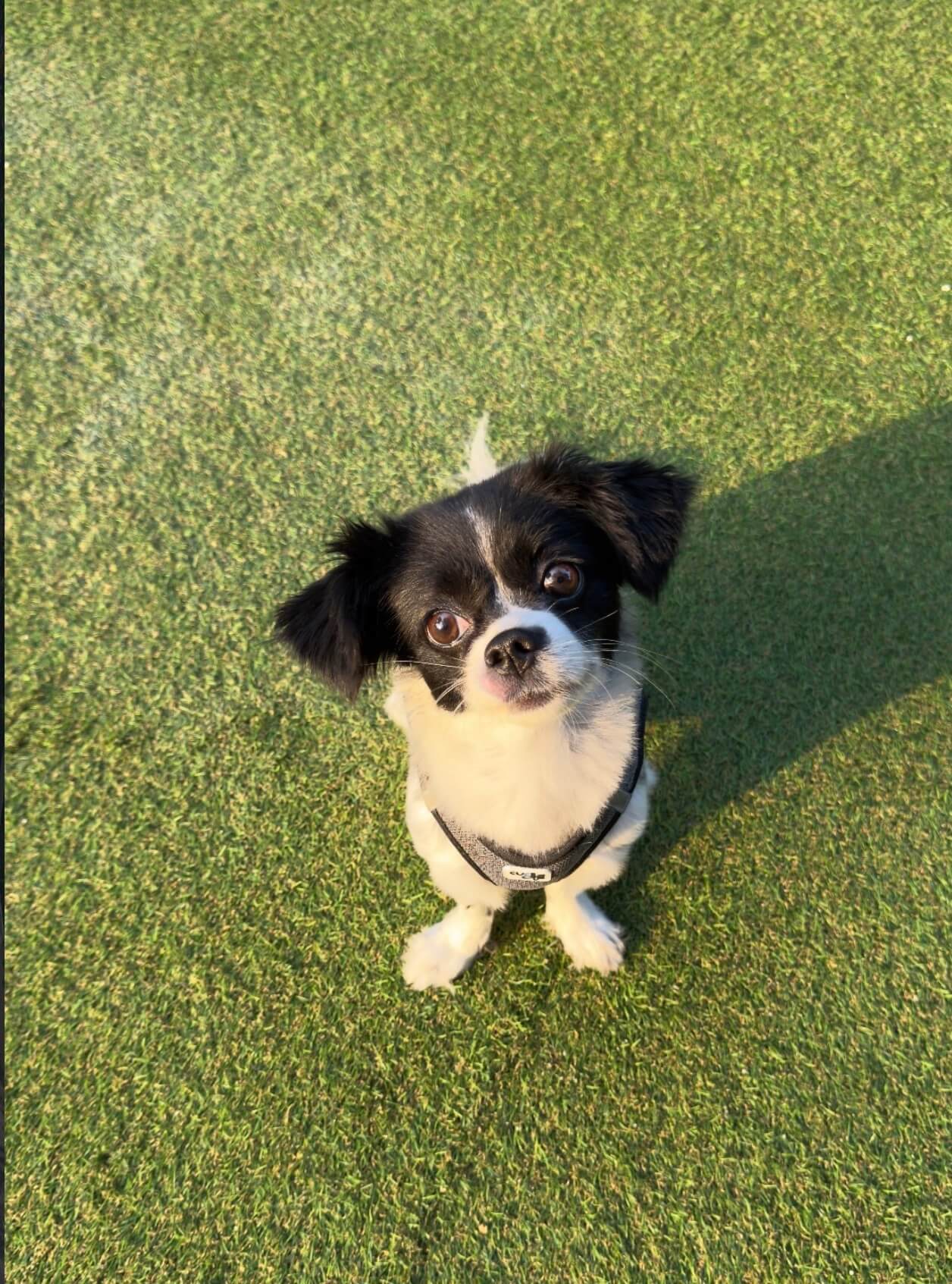 Patilerin Dünyası bahçesinde siyah beyaz bir köpek