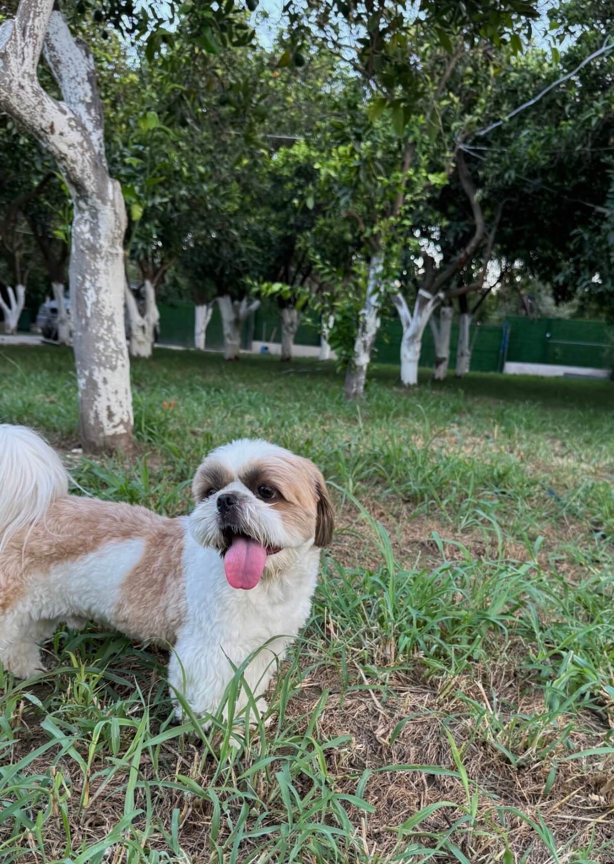 Köpek oteli bahçesinde bir shih tzu