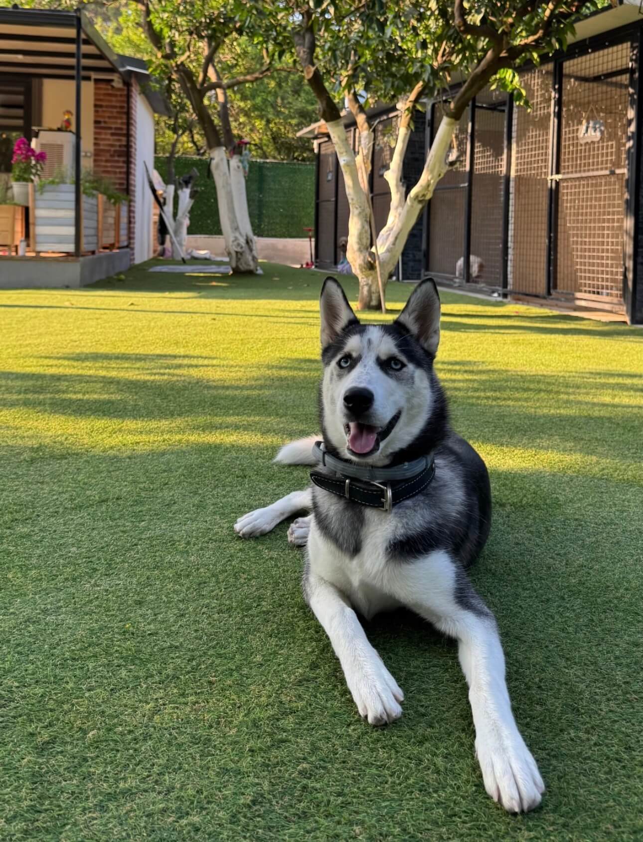 Patilerin Dünyası köpek oteli bahçesinde uzanan bir husky, arkada pansiyon kulübeleri