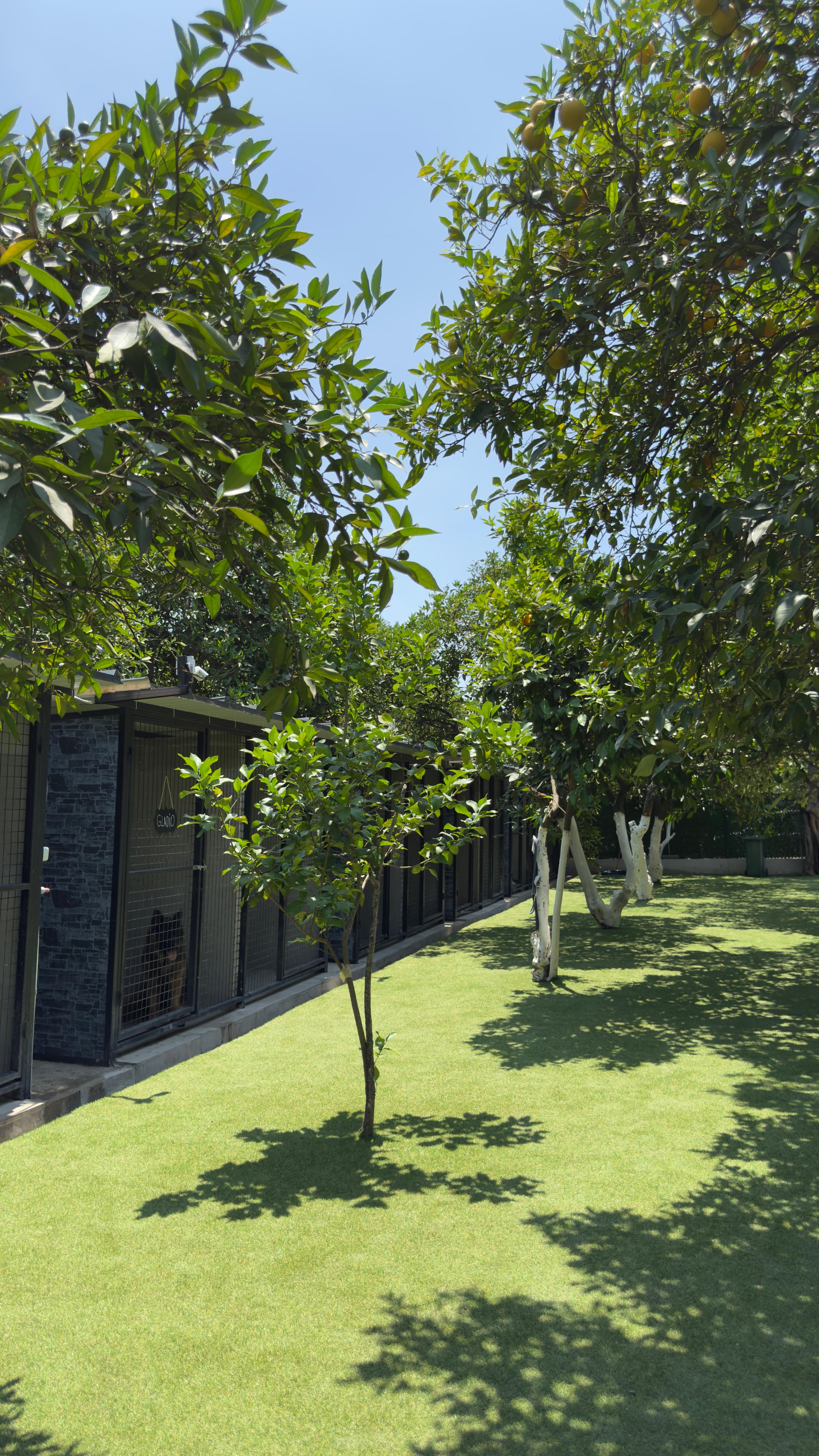 Patilerin Dünyası Galeri 5