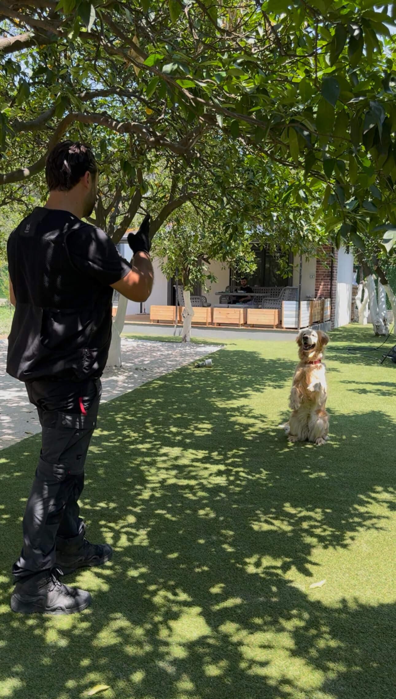 Antalya'da temel itaat köpek eğitimi, eğitmen ve köpek