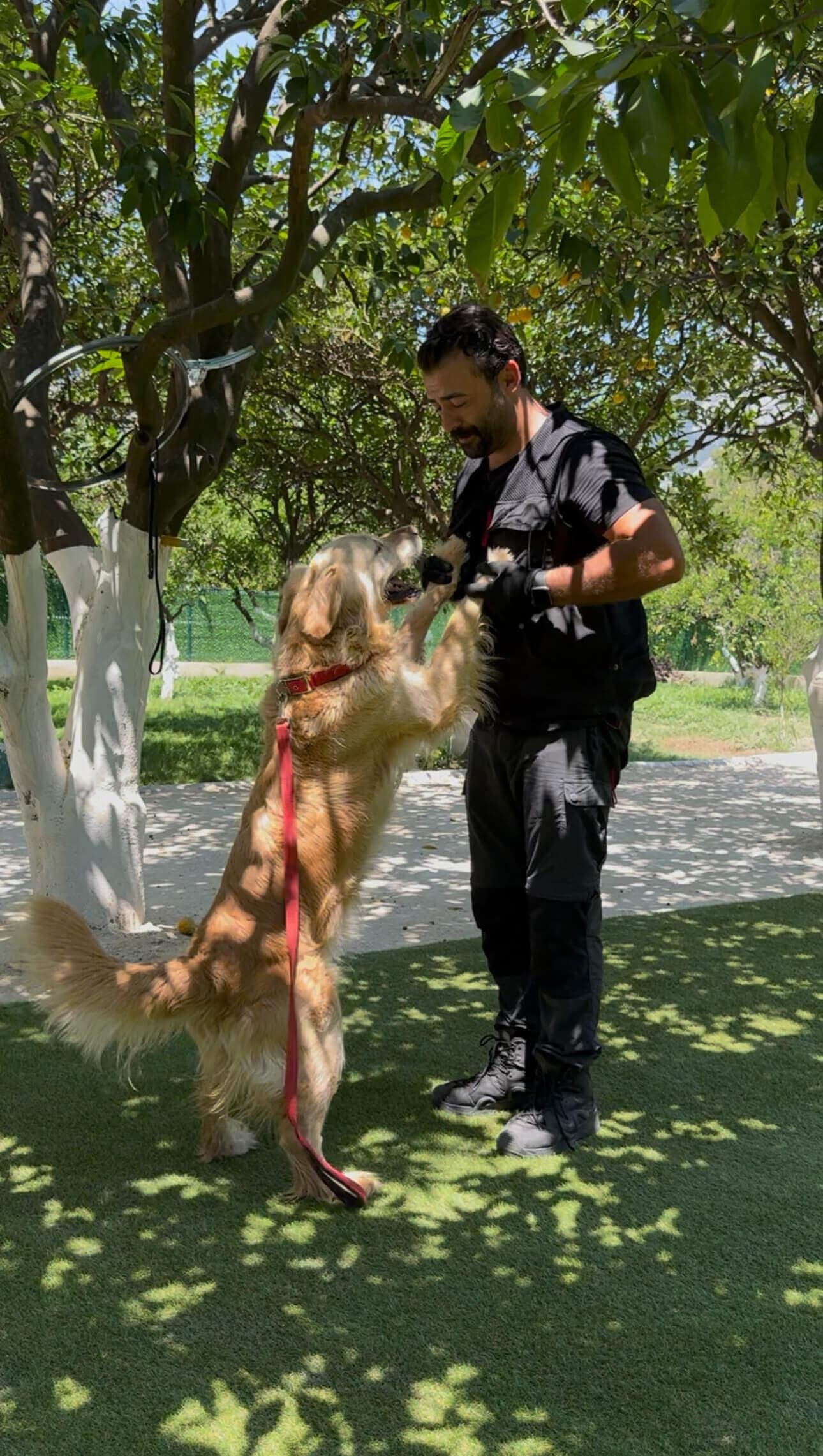 Antalya ileri seviye köpek eğitimi çalışması