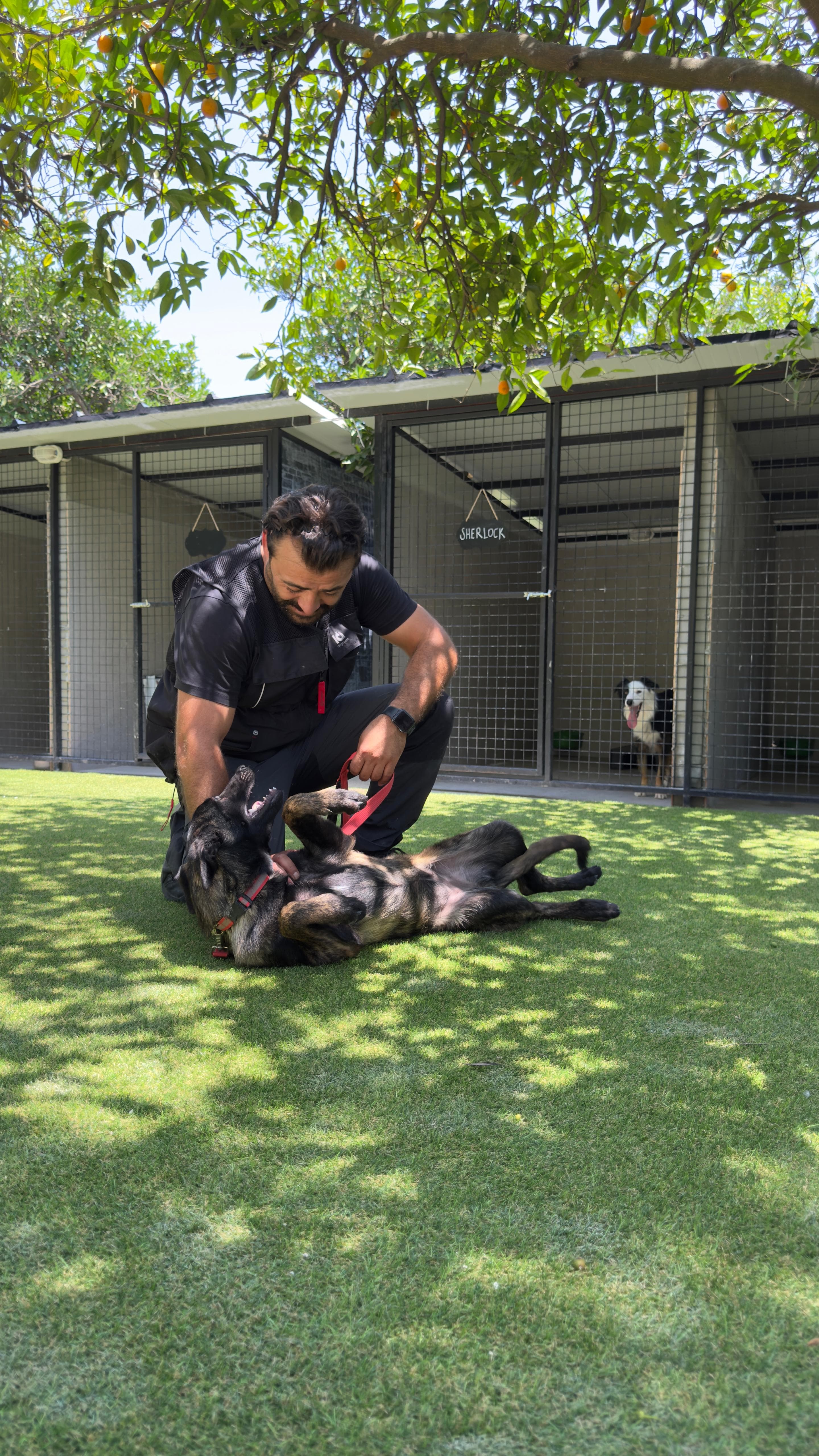 Yavru Köpek Eğitimi